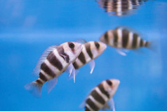 照片条纹鱼frontosa水族馆