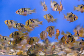 照片水族馆鱼玻利维亚内存丽鱼科鱼