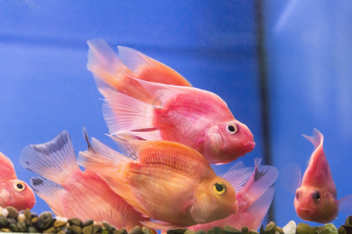 照片水族馆鱼鹦鹉丽鱼科鱼淡水图片