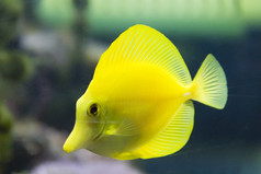 照片鱼黄色的斑马瘤水族馆