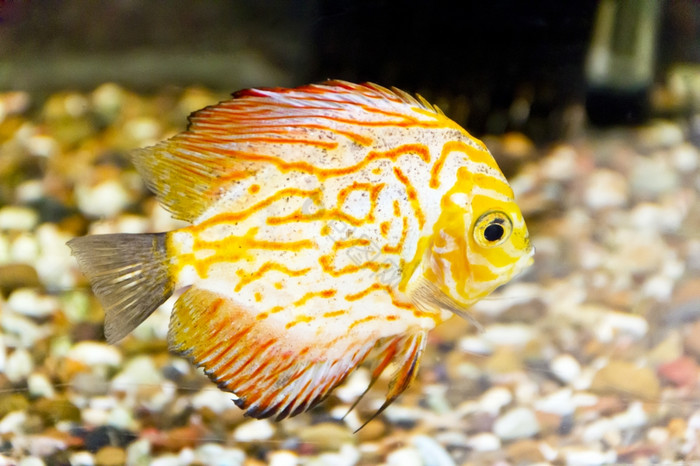 照片鱼交联体水族馆