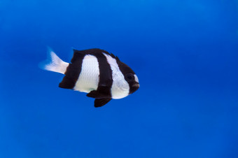 一个黑色的和白色达西鲁斯trimaculatus鱼的水族馆