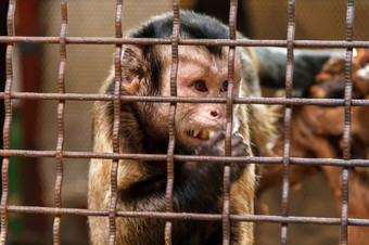 孤独的伤心猴子的动物园笼子里伤心猴子的笼子里