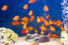 集团橙色红色的鹦鹉丽鱼科鱼鱼蓝色的背景