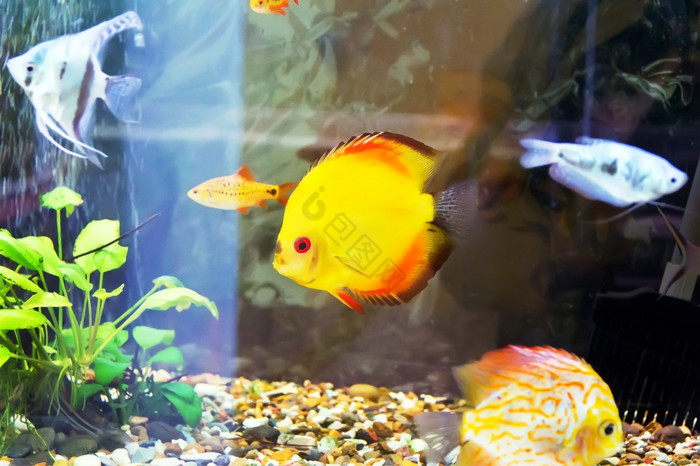 的交联体水族馆