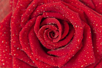 背景黑暗红色的玫瑰滴露水特写镜头黑暗红色的玫瑰与雨滴特写镜头