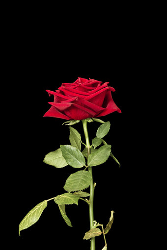 黑暗红色的玫瑰滴露水特写镜头黑色的背景黑暗红色的玫瑰与雨滴特写镜头