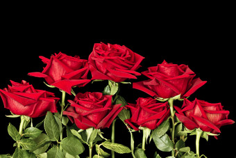 黑暗红色的玫瑰滴露水特写镜头黑色的背景黑暗红色的玫瑰与雨滴特写镜头