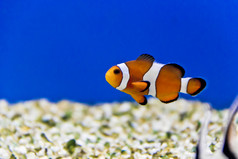 水平照片小丑鱼水族馆底