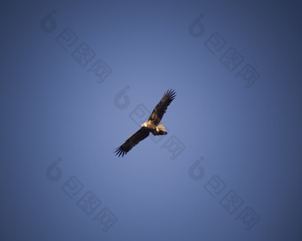 Wedge-Tail鹰完整的飞行蓝色的天空与复制空间