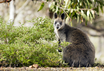 野生澳大利亚本地的小袋鼠的格兰屏山区地区维多利亚