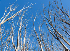 死树没有单叶后的黑色的周六bushfires维多利亚澳大利亚