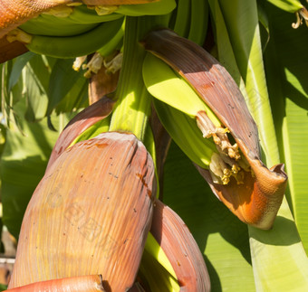 <strong>香蕉</strong>树<strong>香蕉种植</strong>园昆士兰澳大利亚