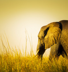 大象日落光长草非洲