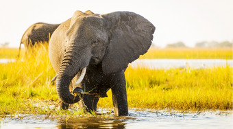 大象乔贝河日落与金水喷雾的空气