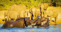 年轻的婴儿大象小牛玩和溅乔贝河