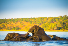 群大象游泳在的乔贝河博茨瓦纳非洲日落