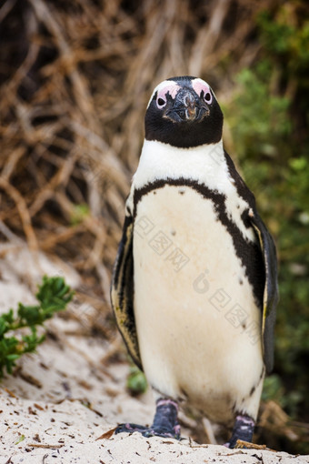 非洲企鹅spheniscus德梅勒斯它的自然环境巨石海滩南非洲