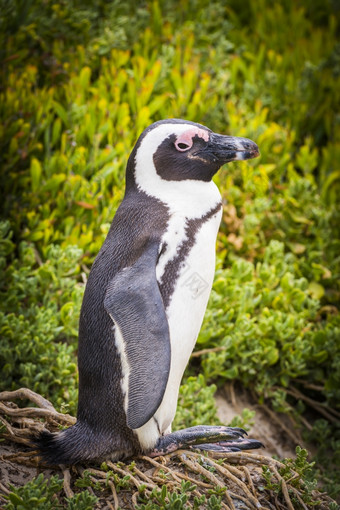 非洲企鹅spheniscus塞默苏斯它的自然环境角半岛南非洲