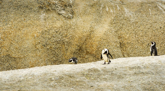 非洲企鹅spheniscus德梅勒斯巨石海滩南非洲