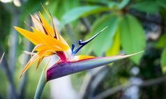 鸟天堂植物鹤望兰雷吉纳完整的布鲁姆热带花园