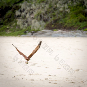鹰飞行从与鱼头在的海滩澳大利亚