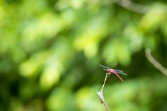 红色的蜻蜓坐在分支与它的翅膀显示浅焦点与复制空间