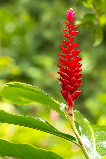 热带植物护肤成分purpurata护肤成分purpurata红色的姜充满活力的粉红色的热带植物