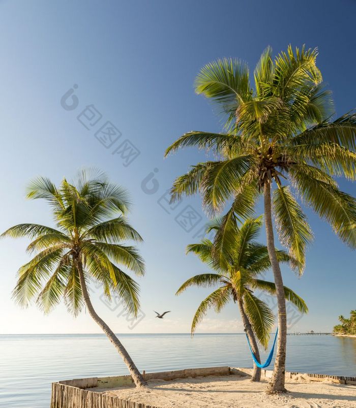 热带岛海滩与吊床热带岛海滩与吊床暂停棕榈树与海鸥飞行