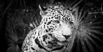 美丽的捷豹猫豹属onca关闭惊人的黑色的和白色