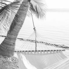 和平假期吊床热带棕榈树海滩惊人的黑色的和白色
