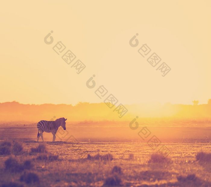 非洲日落景观与的轮廓斑马的灰尘博茨瓦纳非洲与复古的新浪微博风格过滤器效果