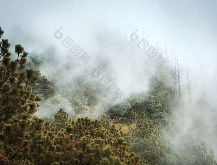 森林景观的观点与云和雾的徒步旅行小道acatenango火山危地马拉中央美国