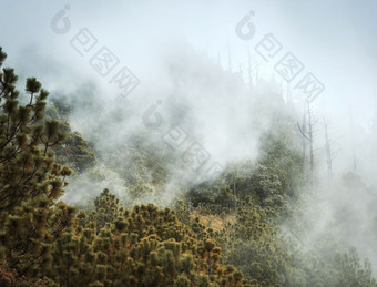森林景观的观点与云和雾的徒步旅行<strong>小道</strong>acatenango火山危地马拉<strong>中</strong>央美国