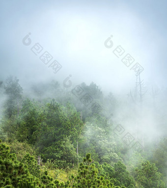 森林景观的观点与云和雾的徒步旅行小道acatenango火山危地马拉中央美国