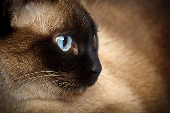面部关闭可爱的蓝眼睛的暹罗猫暹罗猫特写镜头