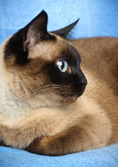 关闭可爱的蓝眼睛的暹罗猫暹罗猫特写镜头