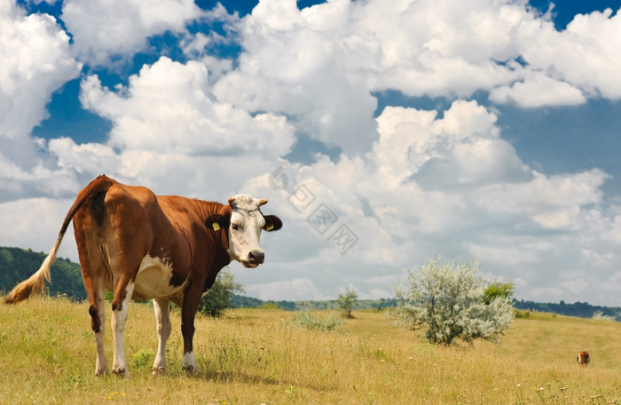 棕色的牛放牧夏天阳光明媚的草地牛草地图片