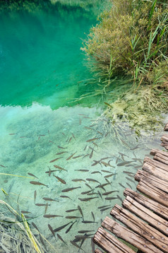 鱼极清晰的水特湖泊克罗地亚