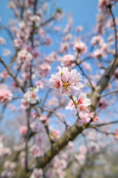 特写镜头盛开的杏仁树分支机构与粉红色的花在春天特写镜头盛开的杏仁树粉红色的花在春天