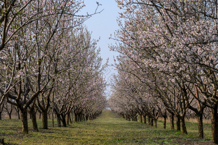 小巷盛开的杏仁树分支机构与粉红色的花的花园在春天摩尔多瓦东部欧洲小巷盛开的杏仁树与粉红色的花在春天