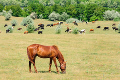 红色的马与长鬃毛放牧草地红色的马放牧草地