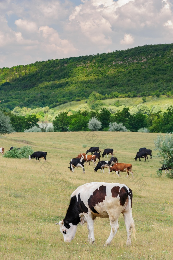 牛群放牧草地摩尔多瓦牛群放牧草地