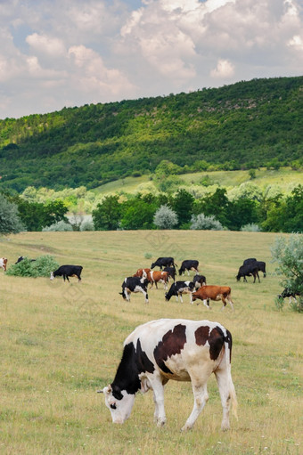 牛群放牧草地摩尔多瓦牛群放牧草地