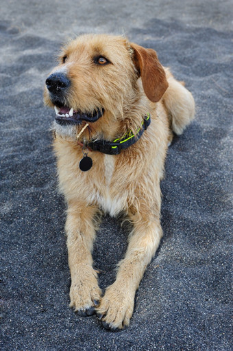 流浪狗与领有休息黑色的沙子海滩圣托里尼岛流浪狗有休息
