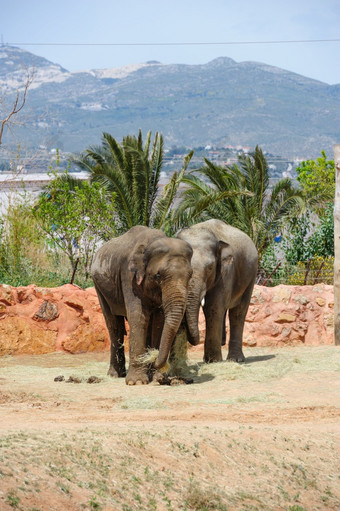 两个亚洲<strong>大象</strong>和棕榈树亚森<strong>动物</strong>园两个亚洲<strong>大象动物</strong>园