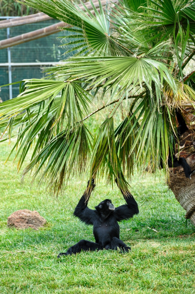 黑色的女吉本动物园攀爬棕榈树黑色的吉本动物园