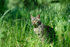 灰色的条纹国内猫坐着的草国内猫的草