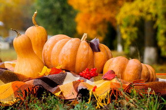 典型的秋天感恩节仍然生活与网纹格子南瓜红色的浆果和黄色的叶子秋天感恩节仍然生活与南瓜