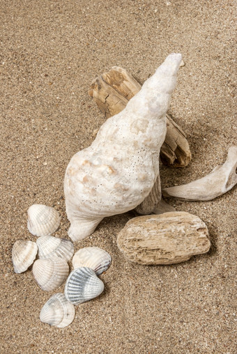 海螺壳牌海壳牌而且木的沙子